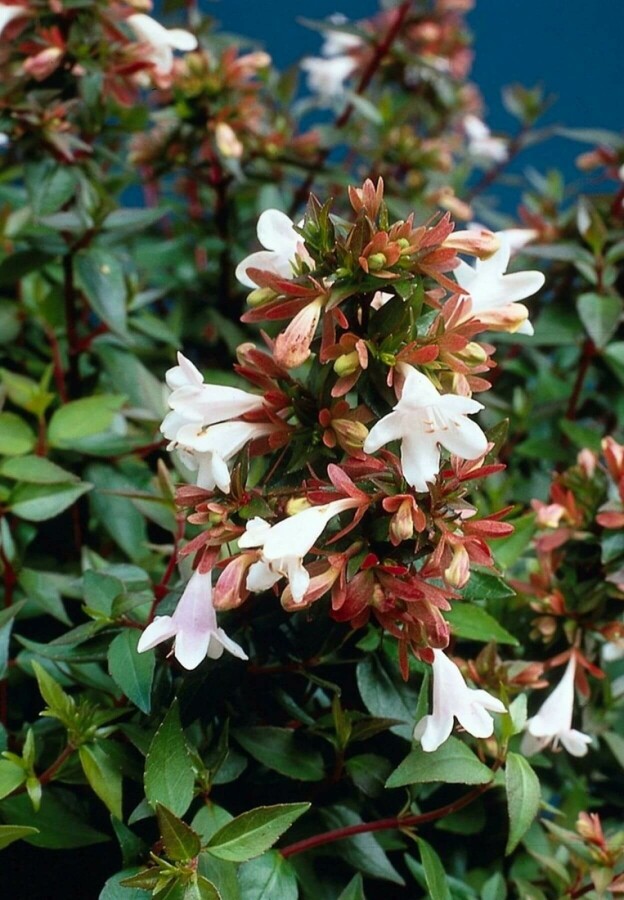 Abelia grandiflora | Abelia (12L pot)