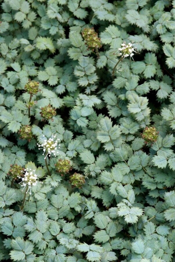 Acaena buchananii | Stekelnootje bloem