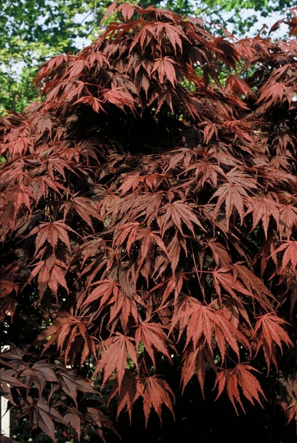 Acer palmatum 'Atropurpureum' Japanse esdoorn