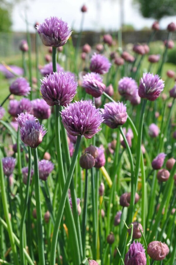 Allium schoenoprasum | Bieslook (pot 9x9cm) - VOORJAAR