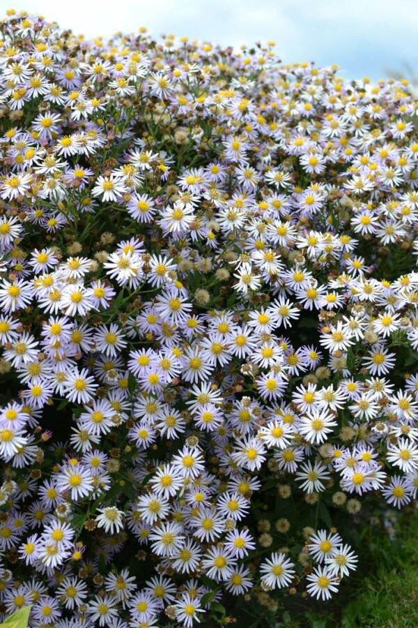 Aster ageratoides 'Asran' | Aster