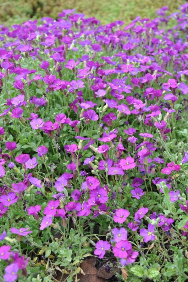 Aubrieta 'Cascade Purple' Blauwkussen