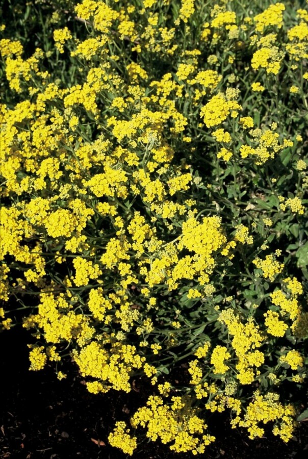 Aurinia saxatilis | Schildzaad (pot 9x9cm) - VOORJAAR