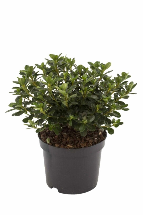 Plantafstand | Azalea (J) 'Kermesina' (Ø 17cm pot)