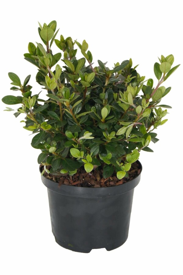 Plantafstand | Azalea (J) 'Moederkensdag' (Ø 17cm pot)