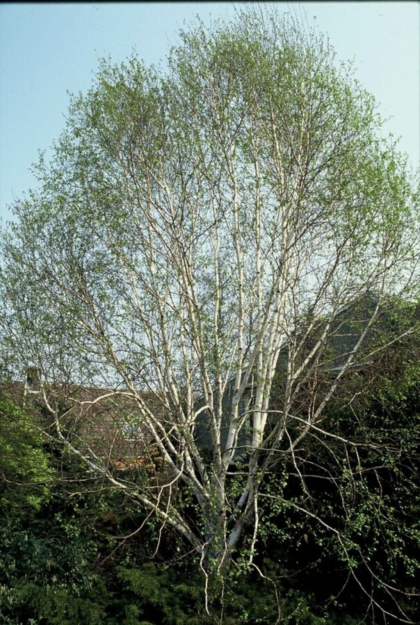 Betula utilis 'Doorenbos' Himalayaberk