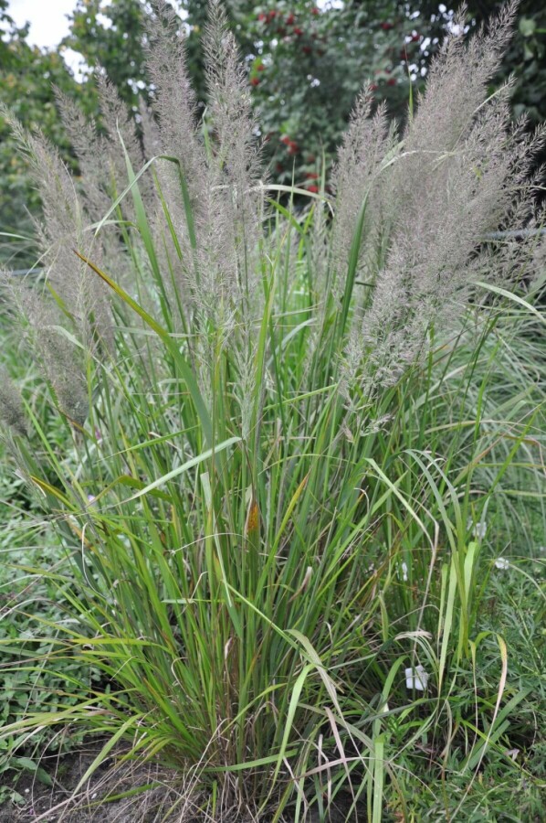 Calamagrostis brachytricha - Diamantgras (pot 9x9cm)