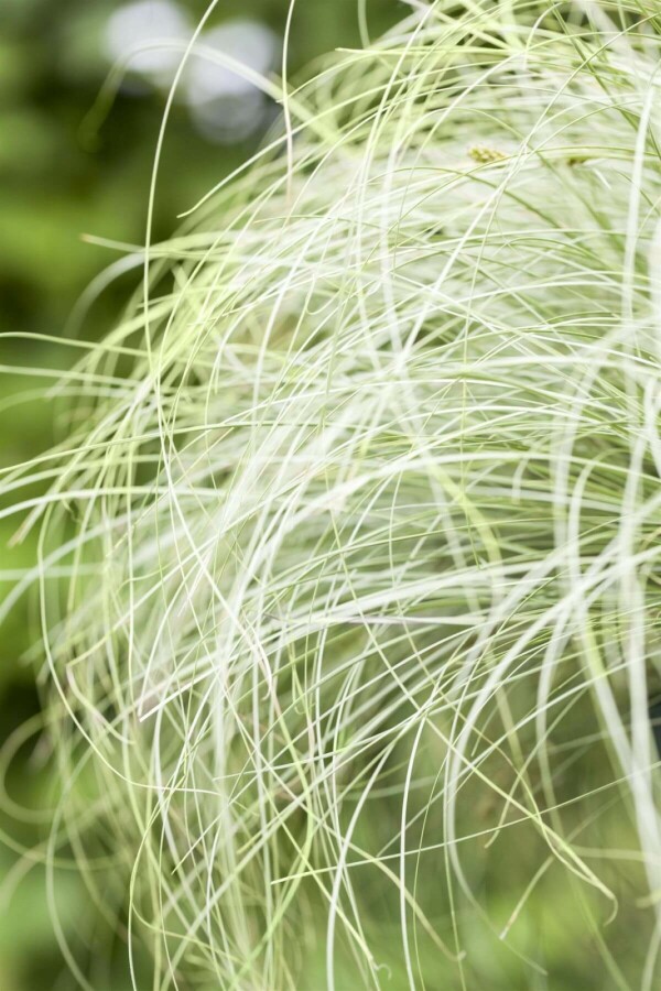 Carex comans 'Frosted Curls' Zegge