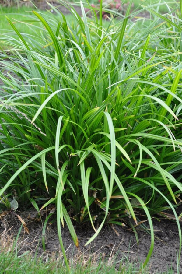 Carex foliosissima 'Irish Green' | Zegge (pot 9x9cm) - VOORJAAR