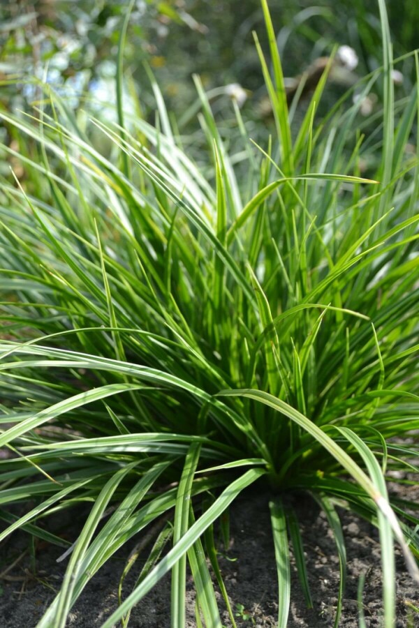 Carex morrowii ‘Variegata’ | Zegge (pot 9x9cm)