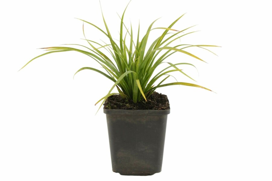 Carex morrowii | Zegge (pot 9x9cm) - VOORJAAR