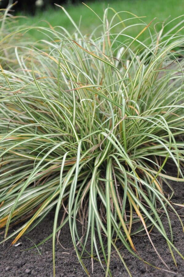 Carex ornithopoda 'Variegata' | Zegge (pot 9x9cm) - VOORJAAR