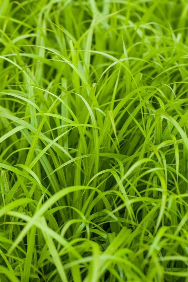 Carex pendula | Hangende zegge (pot 9x9cm) - NAJAAR