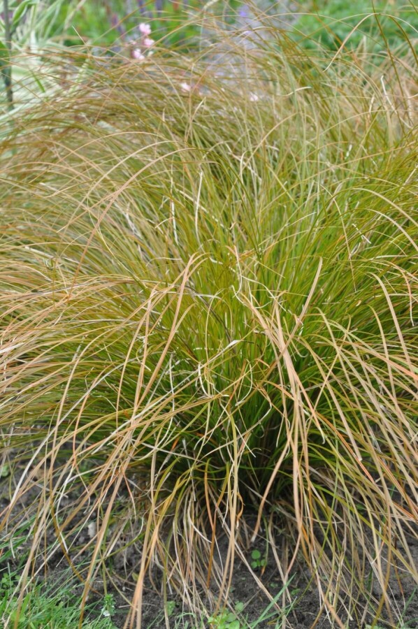 Carex testacea 'Prairie Fire' | Zegge (Ø 17cm pot)