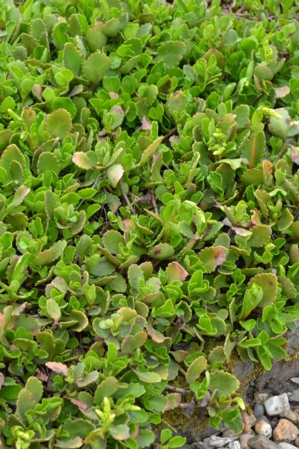 Chiastophyllum oppositifolium | Goudkorrel (pot 9x9cm)