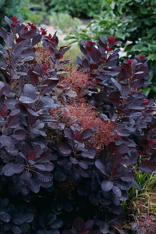 Cotinus coggygria 'Royal Purple' Pruikenboom