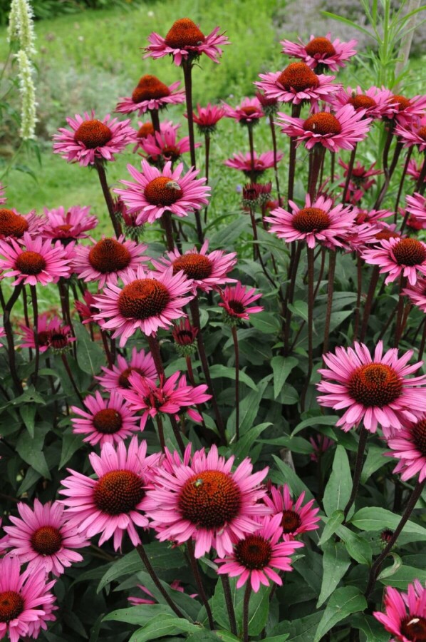 Echinacea 'Fatal Attraction' Zonnehoed