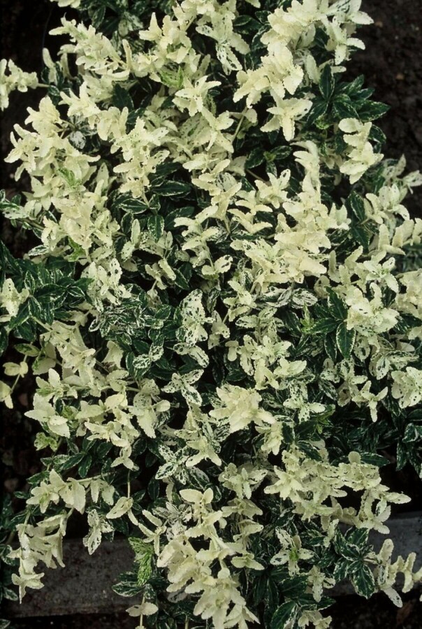 Plantafstand | Euonymus fortunei 'Harlequin' (pot 9x9cm)