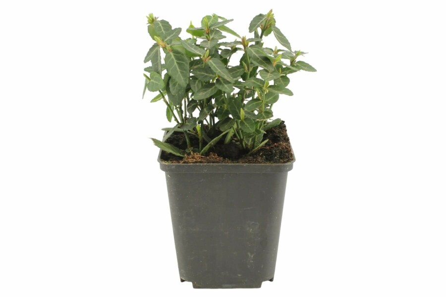 Plantafstand | Euonymus fortunei radicans (pot 9x9cm)