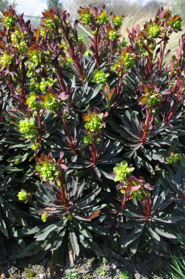 Euphorbia amygdaloides 'Purpurea' Amandelwolfsmelk