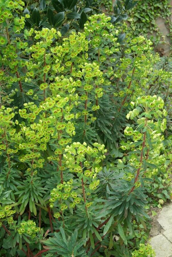 Euphorbia martinii Wolfsmelk