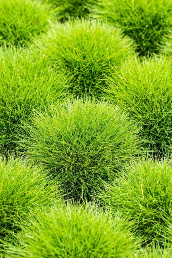 Plantafstand | Festuca gautieri (pot 9x9 cm)