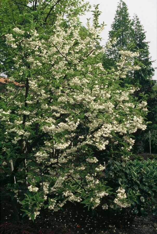 Halesia carolina Sneeuwklokjesboom