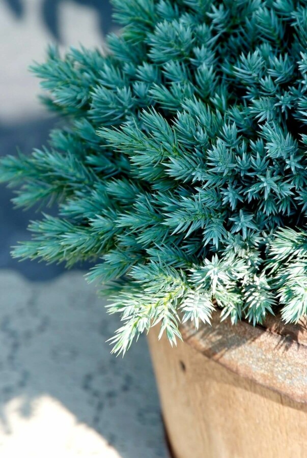 Juniperus squamata 'Blue Star' | Jeneverbes (Ø 17cm pot)