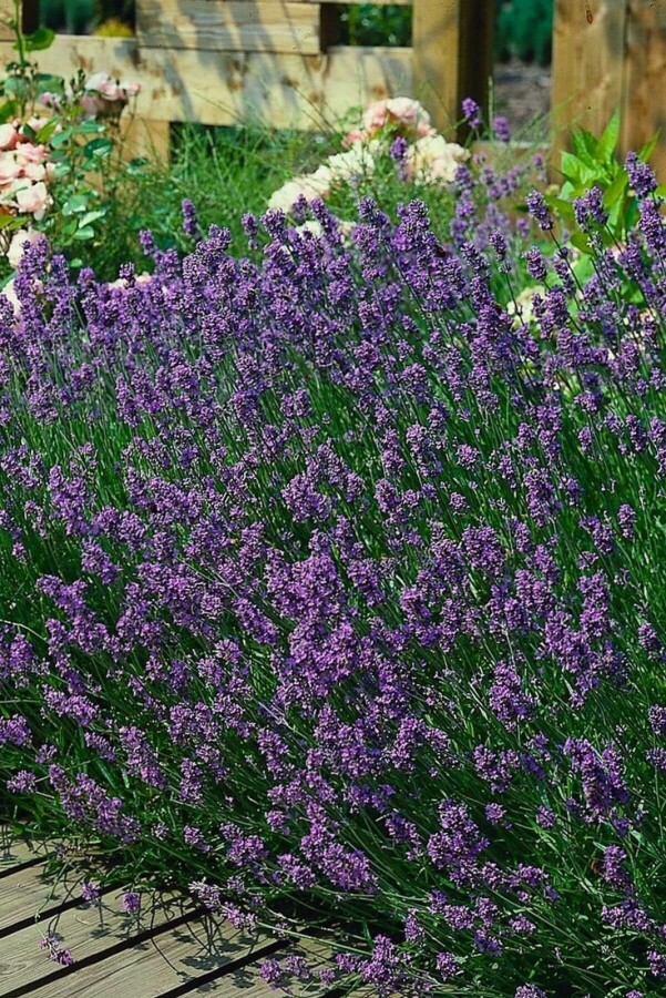 Lavandula angustifolia 'Munstead' Lavendel