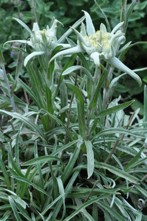 Leontopodium alpinum Alpen-edelweiss