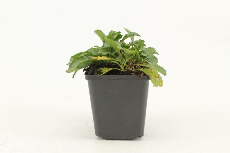 Plantafstand | Leucanthemum (S) 'Silberprinzesschen' (pot 9x9 cm)