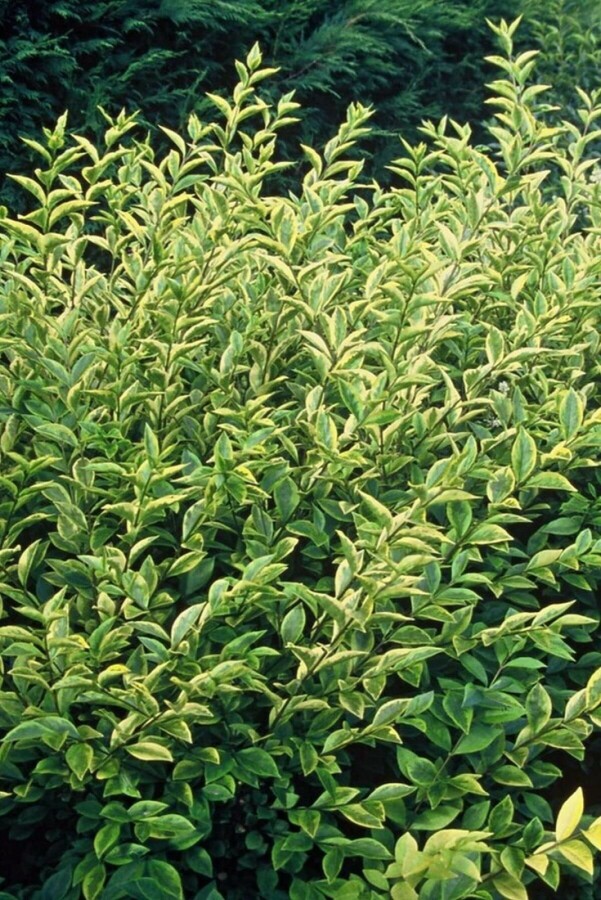 Ligustrum ovalifolium 'Aureum' | Bonte ligusterhaag (12L pot)