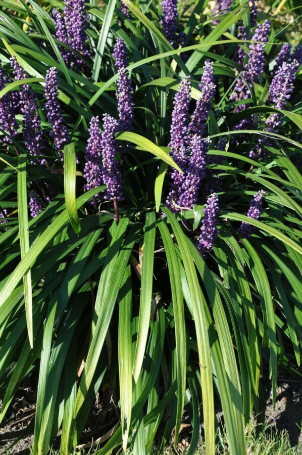 Liriope muscari 'Royal Purple' | Leliegras