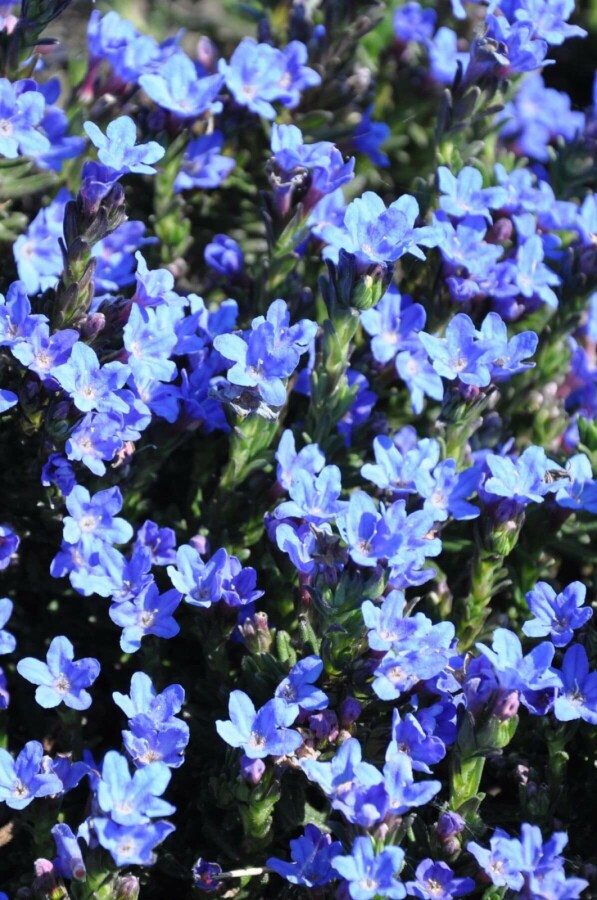 Lithodora diffusa 'Heavenly Blue' Steenzaad