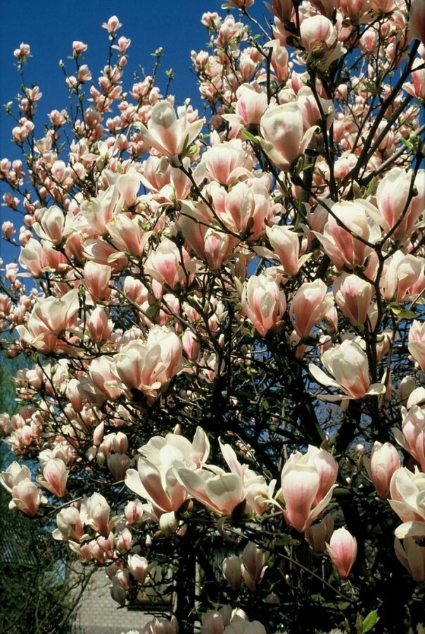 Magnolia soulangeana Beverboom