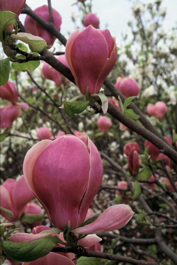 Magnolia soulangeana 'Lennei' Beverboom