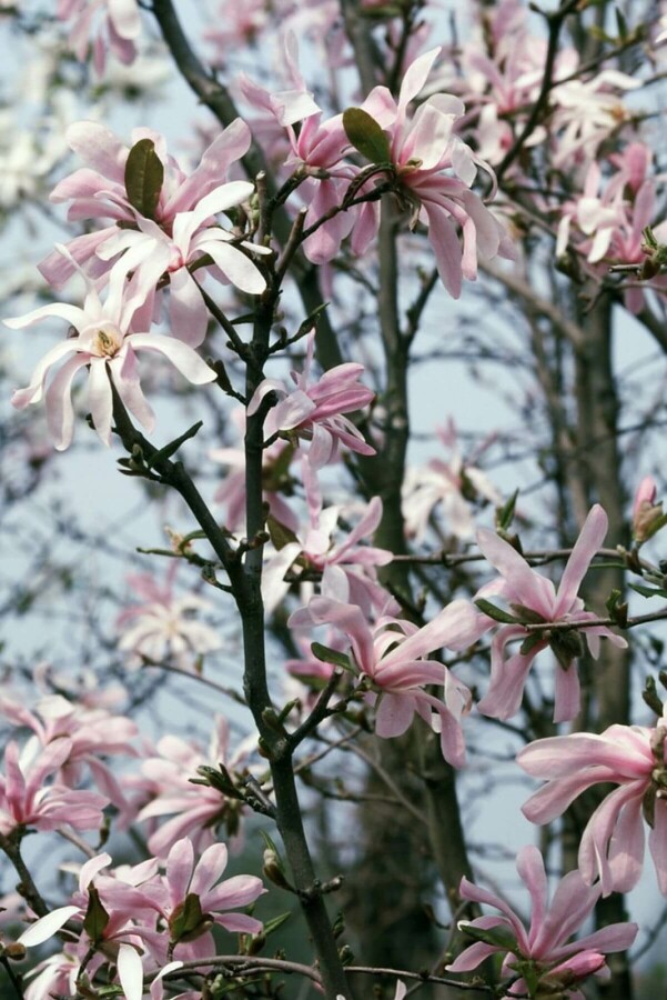 Magnolia stellata 'Rosea' Stermagnolia