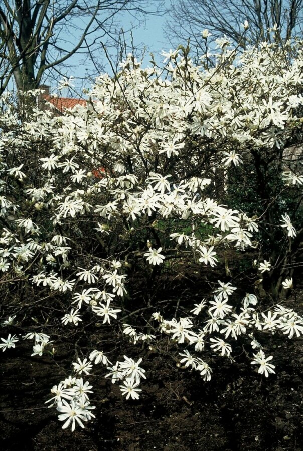 Magnolia stellata | Stermagnolia