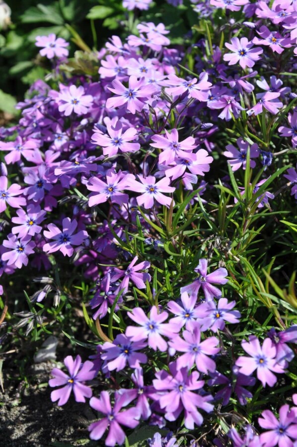 Phlox subulata 'Purple Beauty' Vlambloem