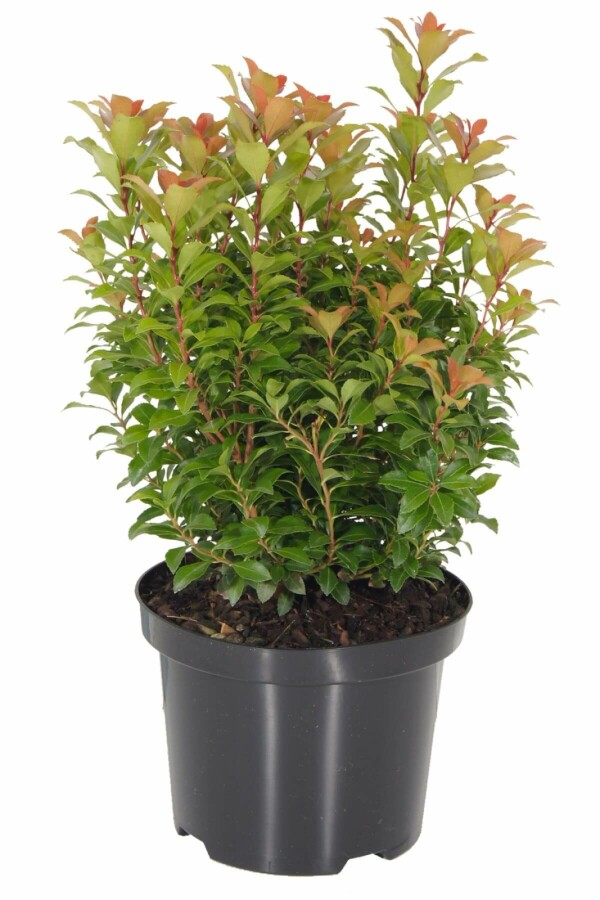 Pieris japonica 'Little Heath Green' | Lavendelheide (Ø 17cm pot)