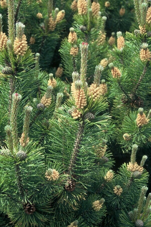 Pinus mugo mughus Bergden