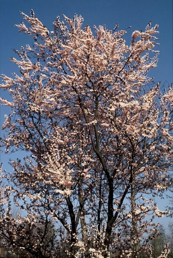 Prunus cerasifera 'Nigra' | Kerspruim als meerstammige boom/struik