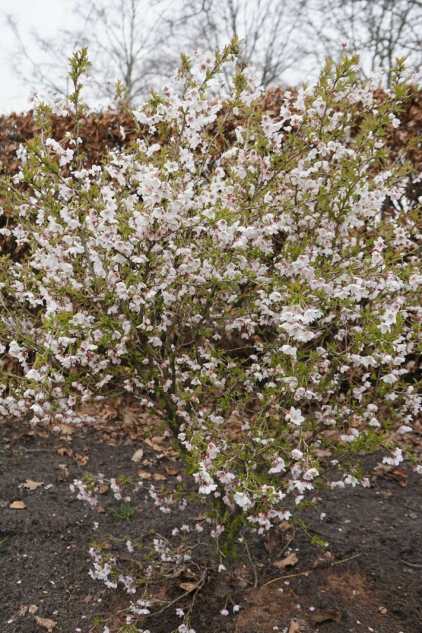 Prunus incisa 'Kojou No Mai' Chinese dwergsierkers