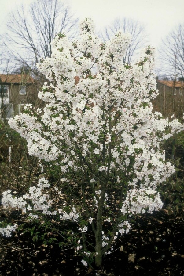 Prunus nipponica 'Brillant' Sierkers