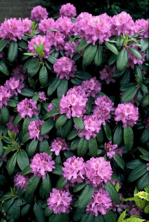 Rhododendron 'Catawbiense grandiflorum' Rhododendron