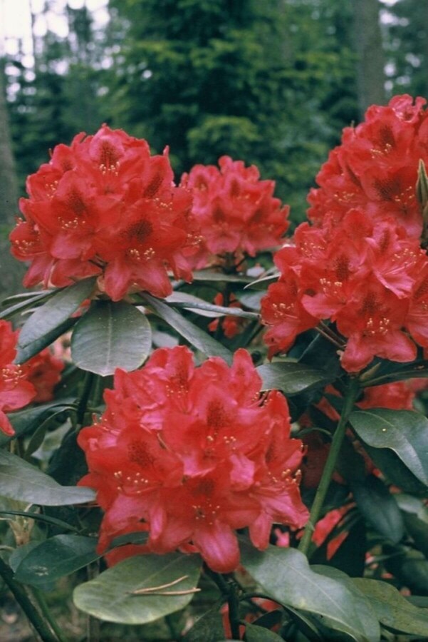 Rhododendron 'Nova Zembla' | Rhododendron