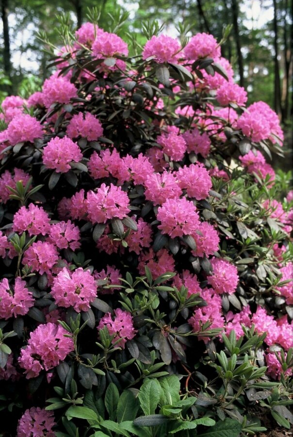Rhododendron 'Roseum Elegans' Rhododendron