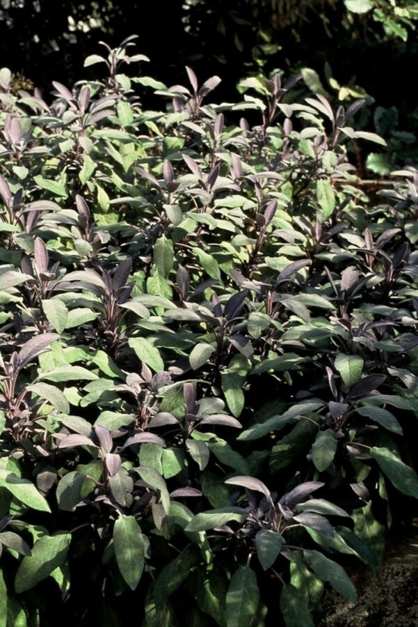 Salvia officinalis 'Purpurascens' | Purperkleurige salie (pot 9x9cm)