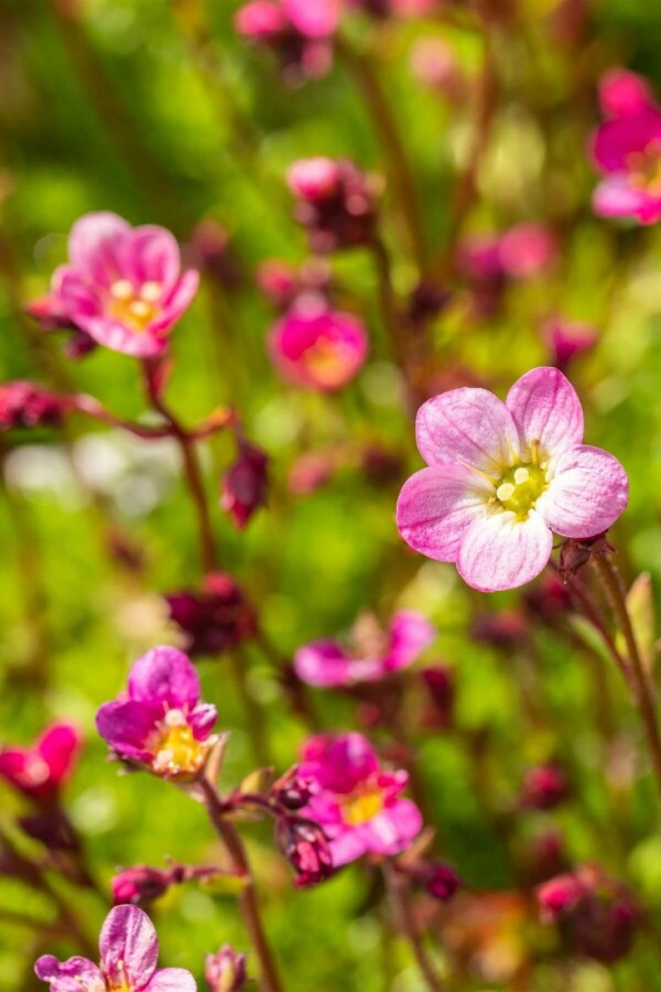 Saxifraga (A) 'Blütenteppich' Steenbreek