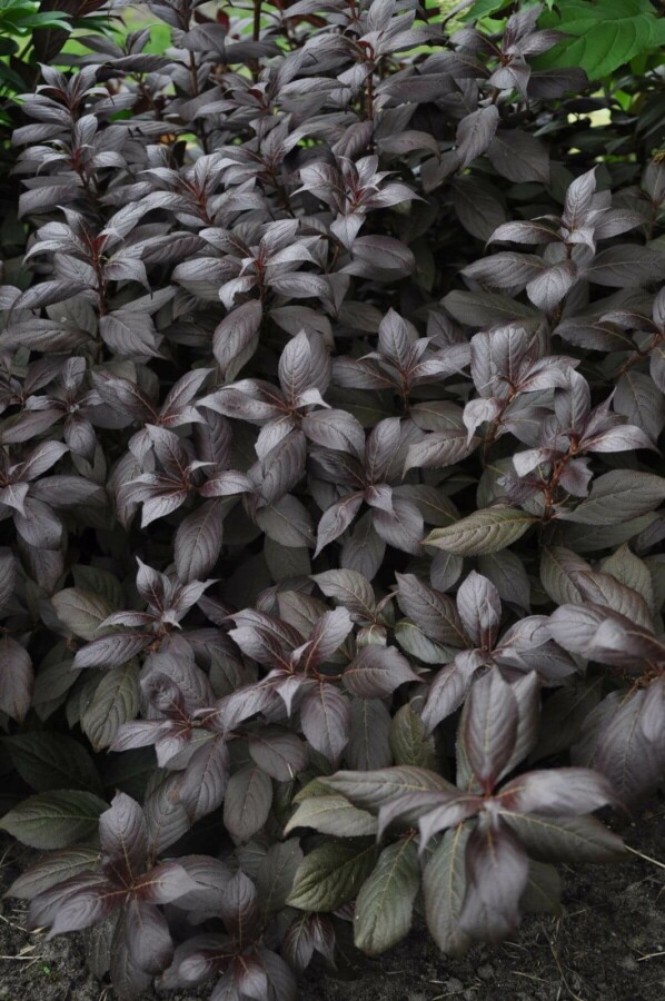 Plantafstand | Weigela florida 'Minor Black' (Ø 17cm pot)
